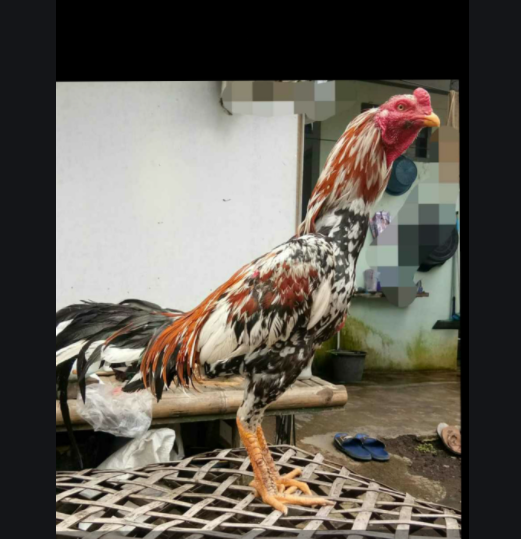 Screenshot 29 - Jadi Jagoan Sabung Ayam